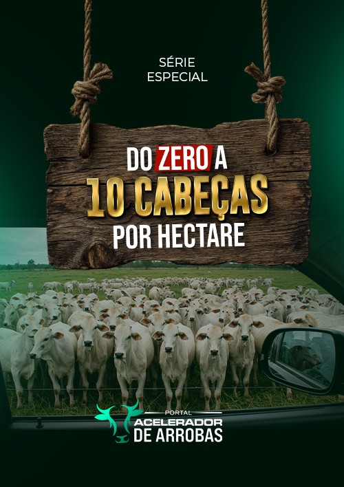 DO ZERO A 10 CABEÇAS POR HECTARE